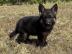 Dt. Sch�ferhund Welpen, VDH/SV, rote Papi