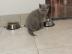 Whiskas Babys Britisch Kurzhaar Black Si