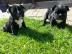 Franz�sische Bulldoggen Welpe Blau Schec