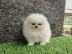 MINI Pomeranian Spitz Welpe