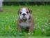 English Bulldog Welpen mit Papieren