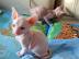 M�nnliche und weibliche Sphynxk�tzchen f