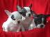 Franz�sische Bulldoggen Welpe Blau Schec
