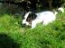 Reinrassige Jack-Russell-Terrier (sehr g
