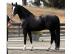 6 jahre Hannoveraner Pferde