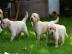 Wundersch�ner Golden Retriever Welpen m