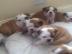 S��e Englische Bulldoggen m.  Ahnentafel