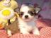 Mini-Chihuahua Welpen 10 Wochen Mit Papi