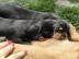 S??e entz?ckende Dachshund Welpen
