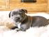 American PitBull Welpen