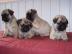 Mops Welpen von freiatmende