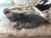 Sphynx Nur noch 3 Jungen zu verkaufen
