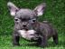 Champion Blutlinie franz�sische Bulldogg