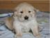 Golden Retriever Welpen f�r neues Zuhaus