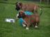 Wundersch�ne & kr�ftige Boxer Welpen abz