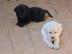 Labrador-Welpen mit Stammbaum
