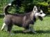 Siberian Husky Welpen Weibchen, R�de . 