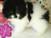 sch�ne Zwergspitz-Pomeranian Welpen