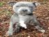 Qualit?t American Staffordshire Welpen B