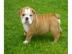 Englische Bulldogwelpen