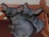 Sphynx Nur noch 3 Jungen zu verkaufen