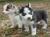 Riesen Siberian Husky Welpen (nur liebev