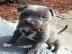 American Pitbull Welpen Blueline Bluelin