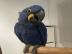 Zazu sucht ein neues Zuhause