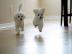 Malteser Welpen 12 Wochen