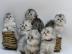 Scottish Fold K?tzchen zu verkaufen