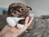 Chihuahua-Welpe f�r Ihre Familie