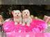 S�sse Malteser Welpen