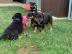 Rottweiler Welpen zu verkaufen