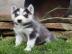 Husky-Welpen