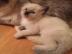 M�nnlich und weiblich Ragdoll K�tzchen