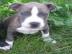 Reinrassige Pitbull Welpen