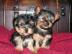 Yorkshire Terrier Welpen