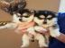 Pomsky Welpen zur Verf�gung