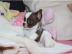 Super Mini Chihuahua Welpen . WhatsApp +4