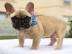 Franz�sische Bulldog Welpen
