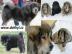 Tibetdogge, Tibetan Mastiff, DoKhyi