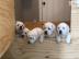 Labrador Welpen Haus aufziehen