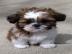 Shih Tzu Welpen