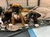 Boxer Welpen (M�dchen und Rude) mit Papi