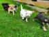 Qualit?t Chihuahua Welpen