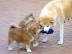 Akita Inu H�ndin mit Zucht- und Showpote