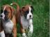 Boxer Welpen mit VDH/ BK Papieren