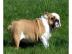 Englische Bulldogge welpen  mit Ahnentaf