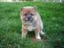 Sch�ner Shiba Inu Welpen in schwarz derz