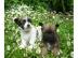 Bildsch�ne Chihuahua-Welpen, Junghunde &